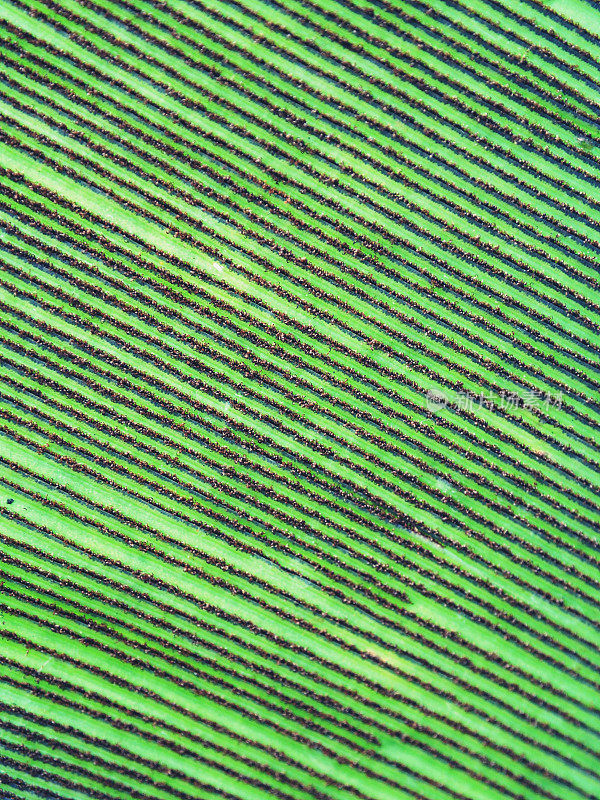 微距特写拍摄鸟窝蕨/附生蕨叶上孢子的梭利(线)科学用途，背景，背景，或墙纸。选择聚焦在中心区域。